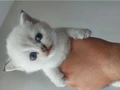 1.5 aylik British Shorthair bebek