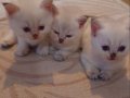 1.5 aylik British Shorthair bebek