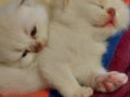 1.5 aylik British Shorthair bebek