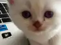 1.5 aylik British Shorthair bebek