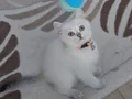 OYUNCU PRENSES