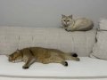 2 tane kısırlaştırılmış mikroçipli dişi kedi 