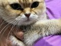 2 tane kısırlaştırılmış mikroçipli dişi kedi 