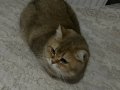 2 tane kısırlaştırılmış mikroçipli dişi kedi 