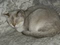 2 tane kısırlaştırılmış mikroçipli dişi kedi 