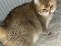 2 tane kısırlaştırılmış mikroçipli dişi kedi 