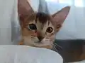 Safkan çok sosyal dişi Habeş kedileri