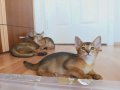 Safkan çok sosyal dişi Habeş kedileri
