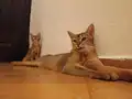 Safkan çok sosyal dişi Habeş kedileri