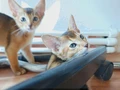 Safkan çok sosyal dişi Habeş kedileri