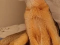 Safkan oyuncu Habeş kedileri