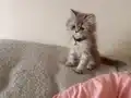 British Longhair 3 aylık iç dış paraziti yapıldı