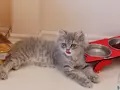 British Longhair 3 aylık iç dış paraziti yapıldı