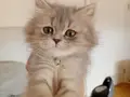 British Longhair 3 aylık iç dış paraziti yapıldı
