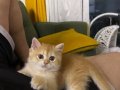 British Shorthair Golden Point By12