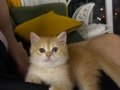 British Shorthair Golden Point By12