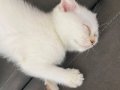 Pamuk kedimiz yeni yuvasını arıyor