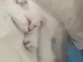 Maviş gözlü minnoş kedi