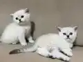 Sevimli ve Oyuncu Erkek Yavrular