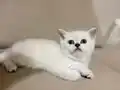 Sevimli ve Oyuncu Erkek Yavrular