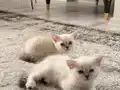 Sevimli ve Oyuncu Erkek Yavrular