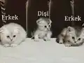 3 adet Scottish Fold Straight