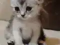 3 adet Scottish Fold Straight