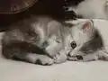 3 adet Scottish Fold Straight