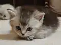 3 adet Scottish Fold Straight