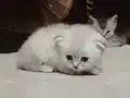 3 adet Scottish Fold Straight