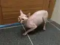 Sphynx Tüysüz Kedi Çok Temiz Bakımlı