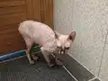 Sphynx Tüysüz Kedi Çok Temiz Bakımlı