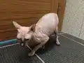 Sphynx Tüysüz Kedi Çok Temiz Bakımlı
