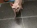 Sphynx Tüysüz Kedi Çok Temiz Bakımlı