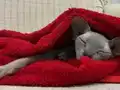 2 Yaşında Dişi Aşıları Tam Kısır Değil