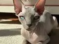 2 Yaşında Dişi Aşıları Tam Kısır Değil