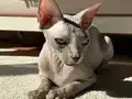 2 Yaşında Dişi Aşıları Tam Kısır Değil