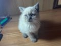 Bluepoint cam gözlü scottish Fold yavru kedi 
