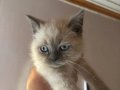 Bluepoint cam gözlü scottish Fold yavru kedi 