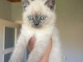 Bluepoint cam gözlü scottish Fold yavru kedi 