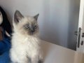 Bluepoint cam gözlü scottish Fold yavru kedi 