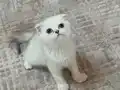2 aylık yavru oyuncu cana yakın 