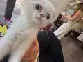 2 aylık yavru oyuncu cana yakın 