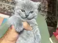  British blue Bebekler 