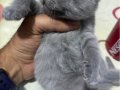  British blue Bebekler 