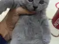  British blue Bebekler 