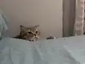 cins kedi 
