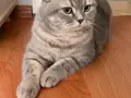 cins kedi 
