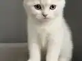 Scottish fold erkek