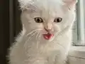 Scottish fold erkek